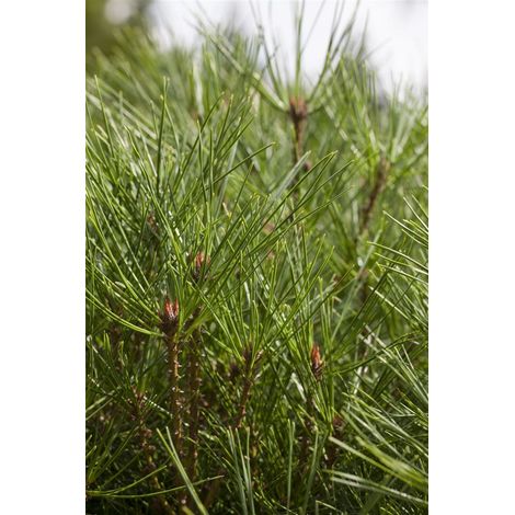 Japanische Strauchkiefer 'Jane Kluis' Pinus densiflora 'Jane Kluis' C 4 25- 30