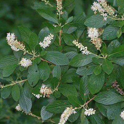 Clèthre - Clethra alnifolia - 50-60 cm pot