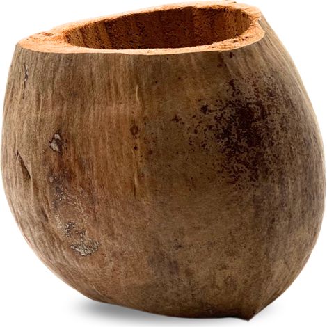 BioCoco Pot Kokosnusstopf für Epiphyten-Orchideen (1/5)