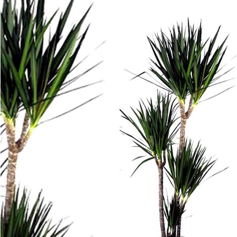 Planta Natural Dr�cena Marginata. 140 Cm