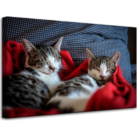 Lienzo impreso con la imagen de gatitos durmiendo, 80x50 cm.