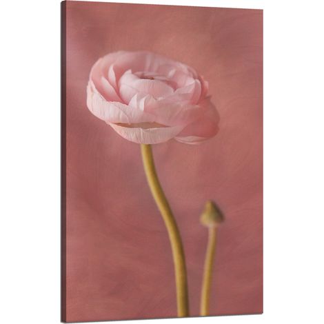 Lienzo impreso Botánica Peonía rosa 50x80 cm