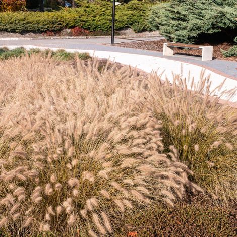 Bloomique - Lot de 3 - Pennisetum alopecuroides Hameln - Herbe à goupillon - Graminée ornementale - Plantes de jardin - Résistante à l'hiver - Hauteur 10-20 cm - Pot 9x9 cm