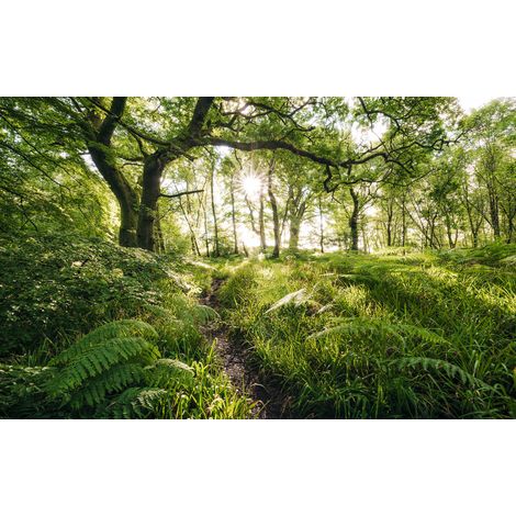 Papier peint panoramique naturel,romantique Chemin Mystique (1/4)