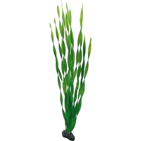 Hobby Vallisneria, Plante d'aquarium artificielle, 60 cm