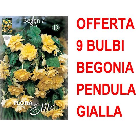 OFFERTA 9 BULBI BEGONIA PENDULA GIALLA BULBS BULBES