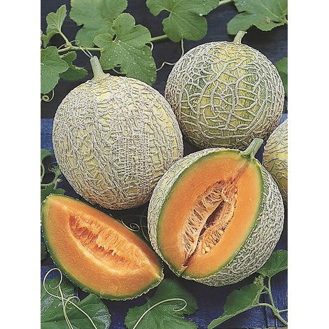 Melon 'Sucrin de Tours' le sachet de 15 graines
