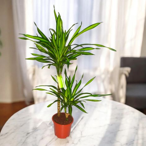 Gardenaria Dracaena fragrans 'Riki' - Pianta da interno ornamentale - Altezza: 140 cm (vaso 30)