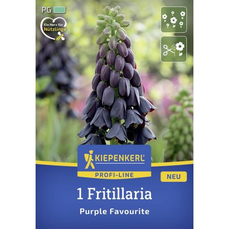 Kiepenkerl Herbstblumenzwiebel Profi-Line Persische Kaiserkrone Purple Favourite 1 Stück (1/2)
