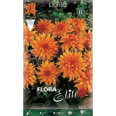 DAHLIA DA BORDURA CACTUS AUTUMN FAIRY (CONFEZIONE DA 1 BULBO)