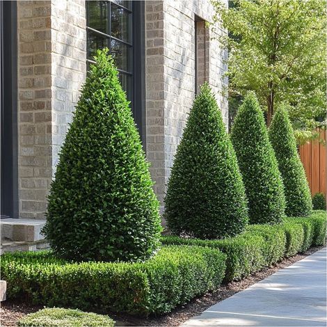Bosso comune "Buxus sempervirens" pianta a cono o piramide in vaso ø40 cm h 120 cm