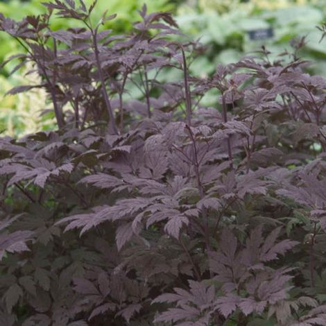 4 x Actaea simplex.  - Actaea simplex 'Black Beauty'  - godet