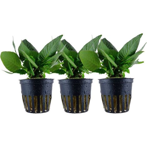 Aquarium Pflanze 3 Stück Hygrophila Compact Wasserpflanze Tropica Nr.052D Set