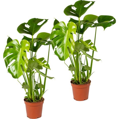 Bloomique - Lot de 2 - Monstera Deliciosa - Plante à trous - Dépolluante - Facile à entretenir - 50-60 cm de Haut - Pot 17 cm