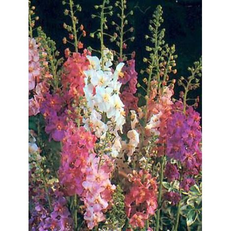 Molène de Phénicie le sachet de 650 graines (0,1g) (1/2)
