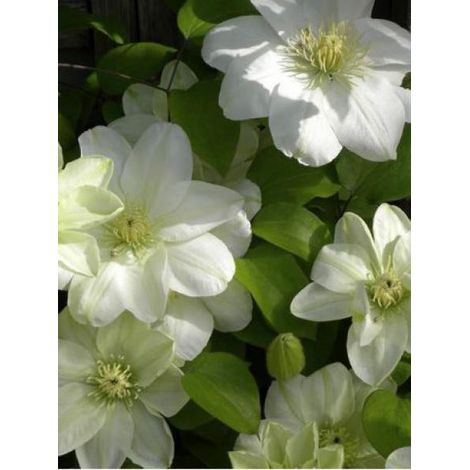 Clématite 'Guernsey Cream' Pot de 2L/3L (1/2)