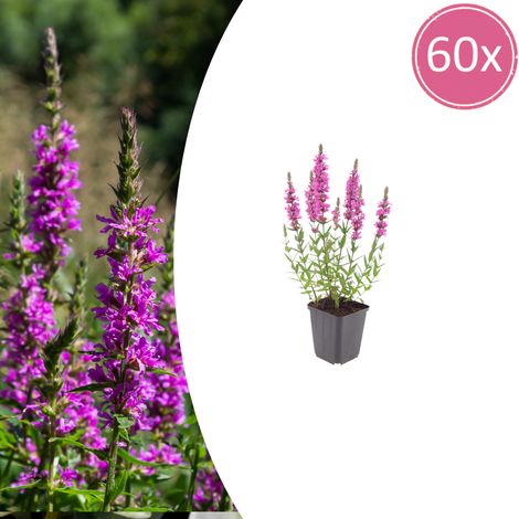 Lot de 60 Salicaires Communes Lythrum Salicaria Plante Vivace Rose pour Bassin Pot Ø9cm 10-25cm - PANGIVO (1/5)