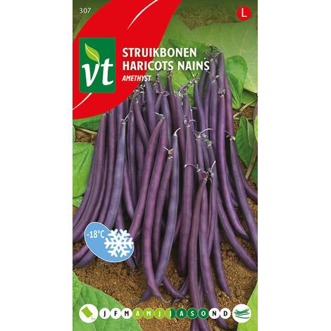 Haricots Nains Amethyst - Ca. 25 gr (Livraison Gratuite)