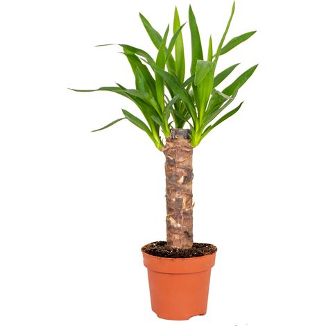 Bloomique - Yucca Elephantipes - Palmier Yucca - Plante d’intérieur - Dépolluante - Facile d’entretien - Hauteur 30-40 cm - Pot 12 cm