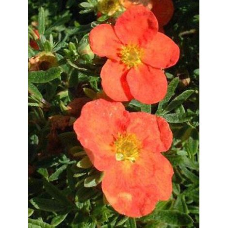 Potentille arbustive 'Red Ace' Pot de 1L/1,5L (1/3)