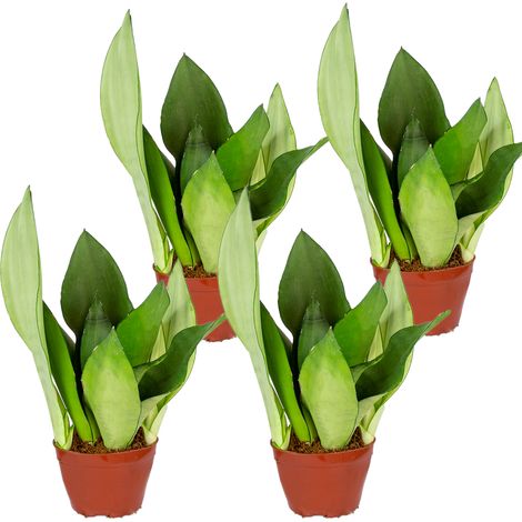 4x Sansevieria Moonshine P9H20 (1/2)