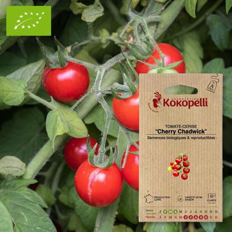 Tomate-Cerise Cherry Chadwick