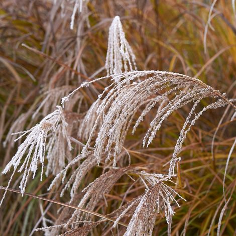 Roseau de Chine Silver Cloud' - Miscanthus sinensis Silver Cloud' pot 3L (1/2)