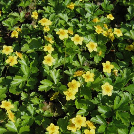 4 x Faux-fraisier - Waldsteinia ternata  - godet 9x9 cm (1/4)
