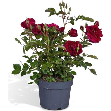 Rosiers en pot - Roses - Pour intérieur et extérieur - Hauteur : 45 cm - Diamètre du pot : 17 cm - Rouge (1/5)