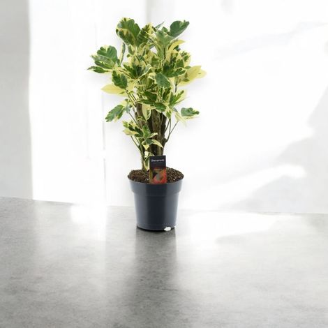Gardenaria Codiaeum variegatum 'Eburneum' - Pianta da interno ornamentale - Altezza: 50 cm (vaso 17) (1/5)