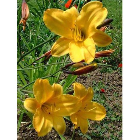 Lis d'un jour, Hémérocalle 'Corky' Godet de 8/9 cm