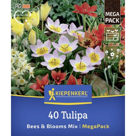 Kiepenkerl Herbstblumenzwiebelmischung Mega-Pack Bees & Blooms 40 Stück (1/2)