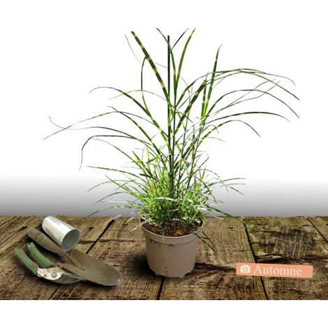 Miscanthus, Roseau de Chine Zebrinus/Pot de 3L (1/2)