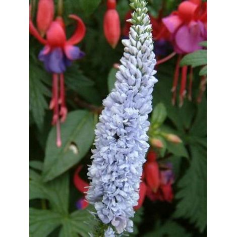 Véronique à longues feuilles 'Lila Karina' Godet de 8/9 cm