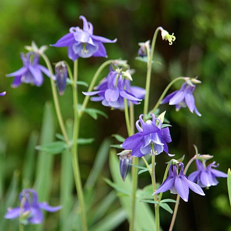 Bloomique - Lot de 3 - Aquilegia Caerulea Spring Magic - Ancolie - Plantes de jardin - Résistantes à l'hiver - Hauteur 10-20 cm - Pot 9x9 cm