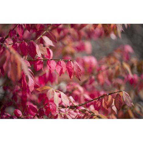 Korkflügelstrauch Euonymus alatus 7,5 L 60- 80 (1/5)