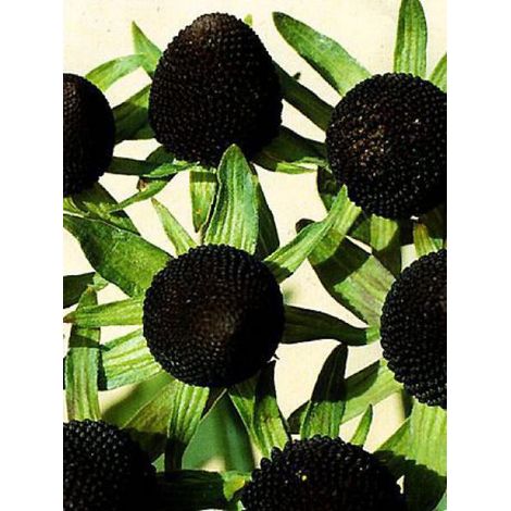 Rudbeckie occidentale  'Green Wizard' Godet de 8/9 cm (1/3)