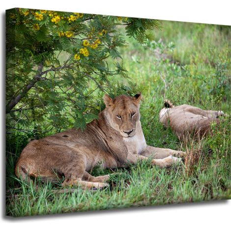 Leinwanddruck Tiere Löwinnen 50x40 cm