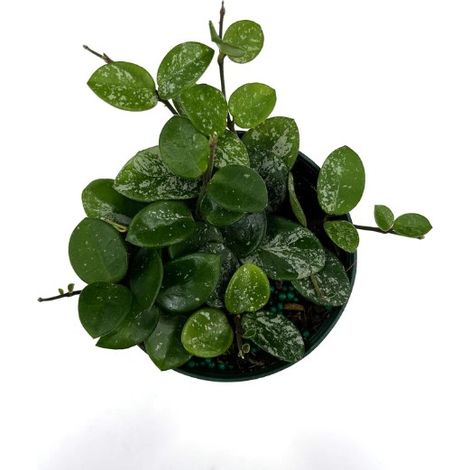 HOYA MATILDE VASO 8CM FIORE DI CERA FOTO REALE