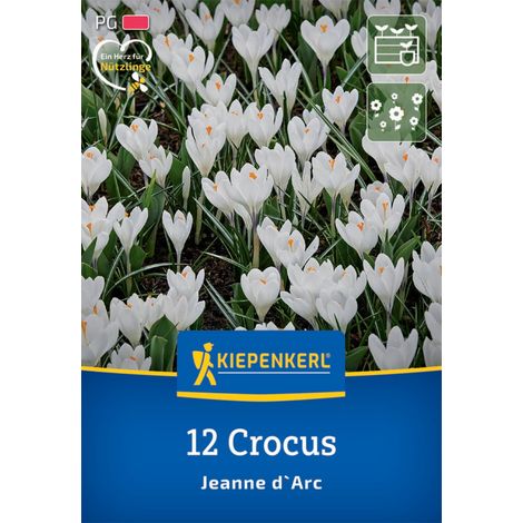 Kiepenkerl Herbstblumenzwiebel Krokus Jeanne d`Arc 12 Pflanzen (1/2)