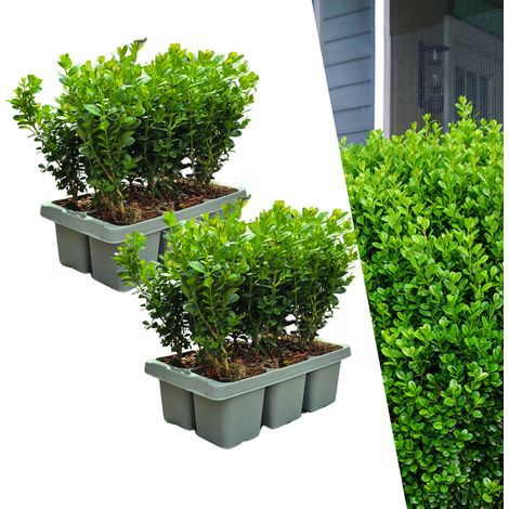 Lot de 12 Buis NewGen Freedom Arbustes de Haie Résistants à la Pyrale Ø7 cm Hauteur 15 cm - PANGIVO (1/5)