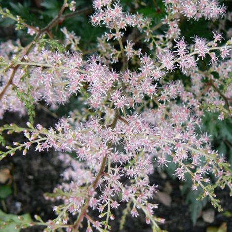 4 x Astilbe à feuilles simples 'Sprite' - godet 9x9 cm (1/5)