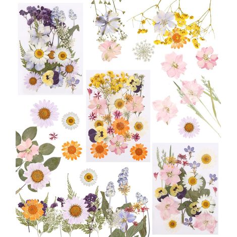 66 Pièces Fleurs Séchées Pressées Naturelles pour DIY et Décoration (1/5)
