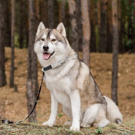 Collier À Pics Pour Chien - En Acier Inoxydable Avec Embouts En Caoutchouc - Fermoir À Cliquet Rapide - Réglable Par Liens - Pour Chiens Moyens Et Grands (1/5)