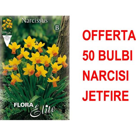 OFFERTA 50 BULBI NARCISO CYCLAMINEUS JETFIRE BULBS BULBES