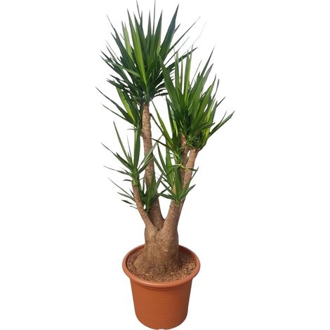 Yucca Elephantipes Ramifié Plante d'Intérieur Tropicale Vert Hauteur 190 cm ø55 cm - PANGIVO (1/4)