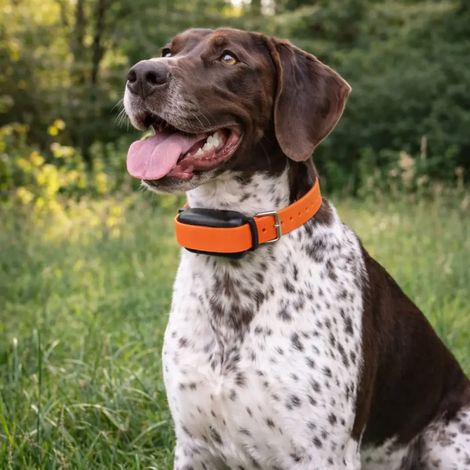 Collier de dressage ProHunt 600 m étanche et rechargeable (1/5)