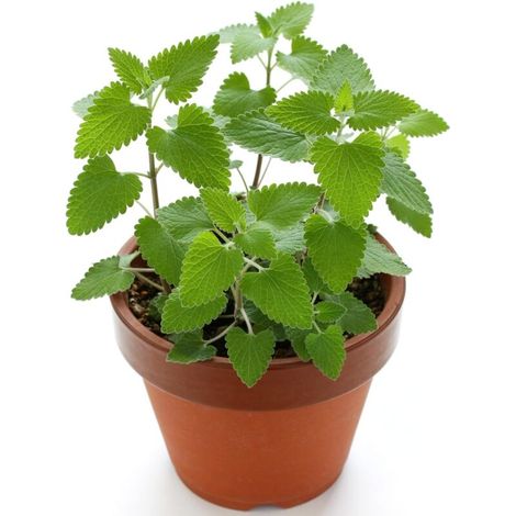 100g Semences Herbe à Chat – Plante Naturelle pour Chat, Culture Intérieur Extérieur, Haute Germination Garantie (1/3)