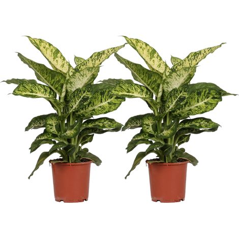 Lot de 2 Dieffenbachia Mars Plantes d'Intérieur Tropicales Feuilles Panachées Ø17cm H50cm - PANGIVO