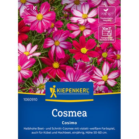 Kiepenkerl Blumensamen Cosmos Cosimo für ca. 30 Pflanzen (1/2)